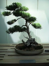 Red Cedar