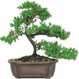 Red Cedar