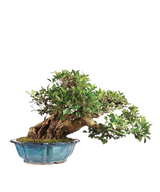Ficus