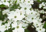 Dogwood