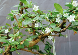 Fukien Tea