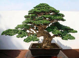 Fukien Tea