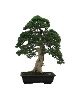 Fukien Tea