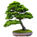 Hinoki Cypress