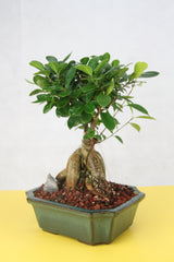 Chinese Banyan