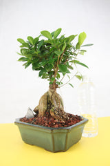 Chinese Banyan