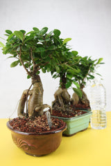 Chinese Banyan