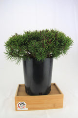 Mugo Pine Dwarf