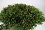 Mugo Pine Dwarf