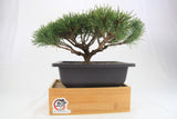 Mugo Pine Dwarf