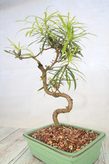Buddhist Pine