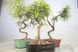Buddhist Pine