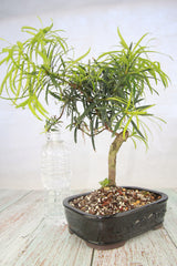 Buddhist Pine