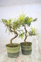 Buddhist Pine