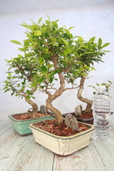 Ficus