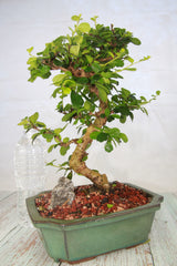 Fukien Tea