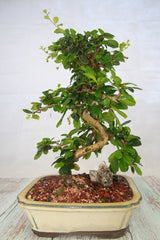 Fukien Tea