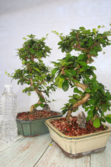Fukien Tea