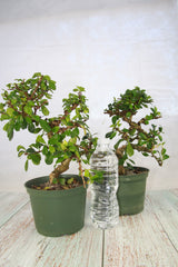 Fukien Tea