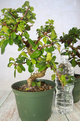 Fukien Tea