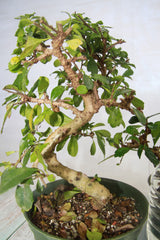 Fukien Tea