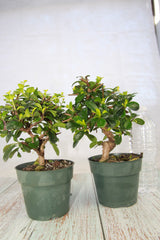 Fukien Tea