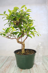 Ficus