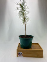 Scots Pine