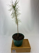 Scots Pine