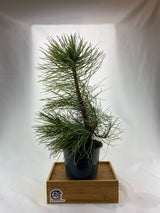 Austrian Pine