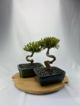 Mugo Pine Dwarf