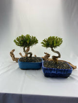 Mugo Pine Dwarf