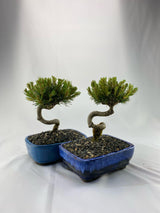 Mugo Pine Dwarf