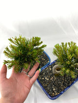 Mugo Pine Dwarf