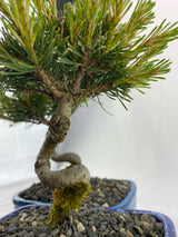 Mugo Pine Dwarf