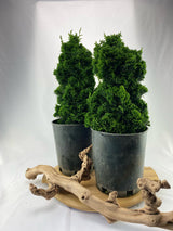 Hinoki Cypress