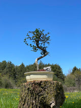 Chinese Elm
