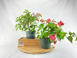 Bougainvillea