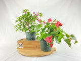 Bougainvillea