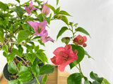 Bougainvillea