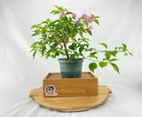Bougainvillea