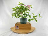 Bougainvillea