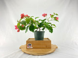 Bougainvillea