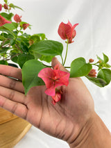 Bougainvillea