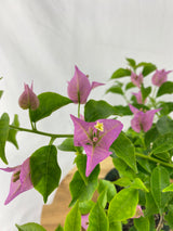 Bougainvillea
