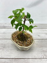 Bougainvillea