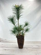 White Pine