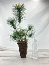 White Pine