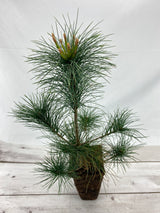 White Pine