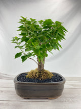 Bougainvillea